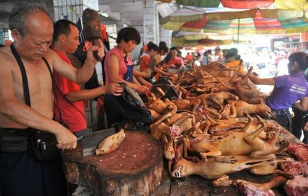 Chineză și carne de câine, madplanet