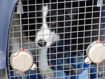 Cage pentru un câine - batjocură sau salvare