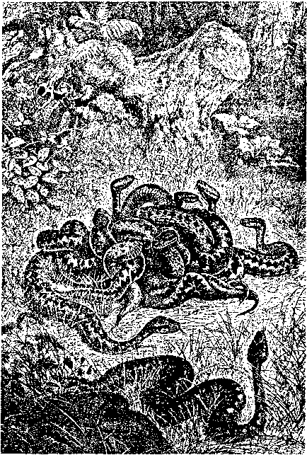 клубок змій