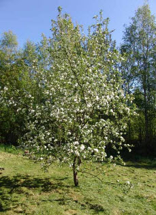 Коли садити яблуні, груші, вишню і малину