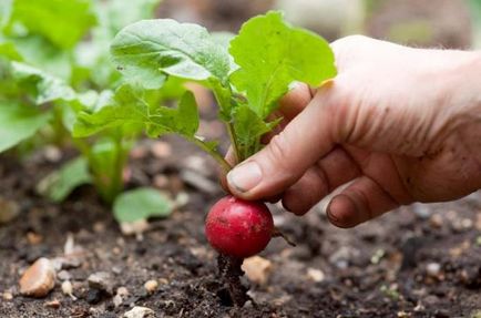 Când să plantezi o ridiche într-o seră cât de corect să plantezi o ridichă în primăvară