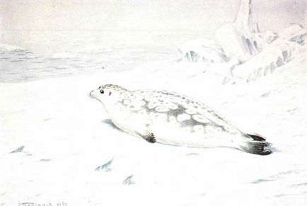 Кільчаста нерпа, або тюлень (pusa hispida scbreber, 1 775)