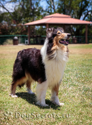 Collie - descrierea rasei, caracteristicile, îngrijirea hainei, sănătatea, antrenamentul, cățelușii și fotografiile