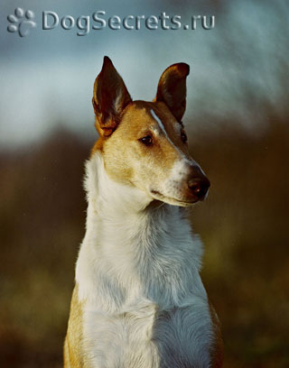 Collie - descrierea rasei, caracteristicile, îngrijirea hainei, sănătatea, antrenamentul, cățelușii și fotografiile