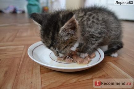 Whiskas konzerveket kiscicák - „nagyon gyanús élelmiszer” vásárlói vélemények