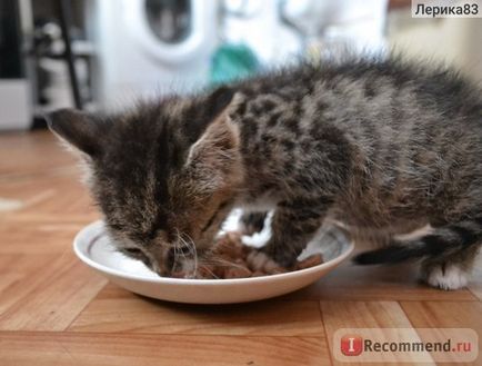 Whiskas konzerveket kiscicák - „nagyon gyanús élelmiszer” vásárlói vélemények