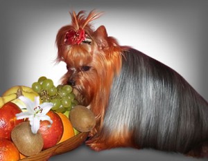 Alimentarea fructelor și legumelor de câine în dieta - site-ul veterinar