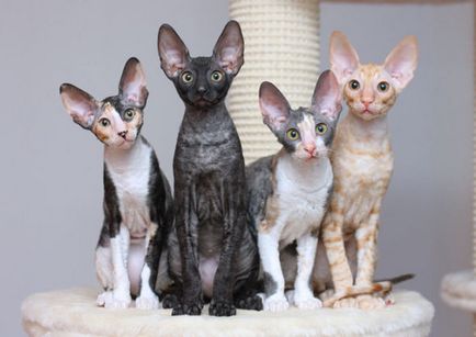 Cornish Rex descrie rasa de pisici, toate animalele