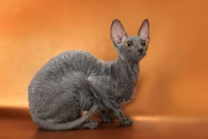 Cornish Rex descrie rasa de pisici, toate animalele