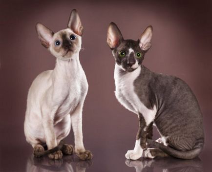 Cornish Rex descrie rasa de pisici, toate animalele