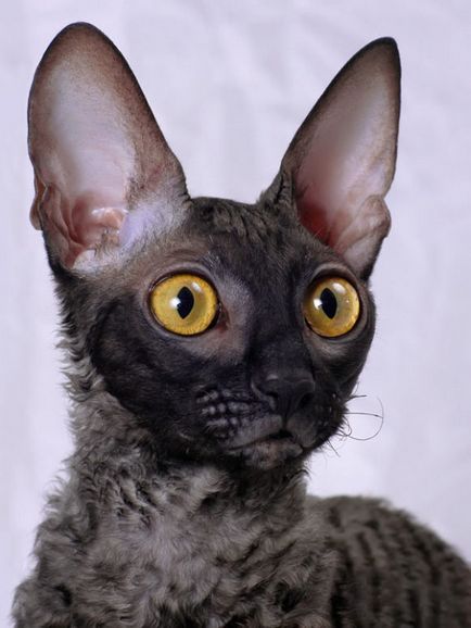 Cornish Rex descrie rasa de pisici, toate animalele