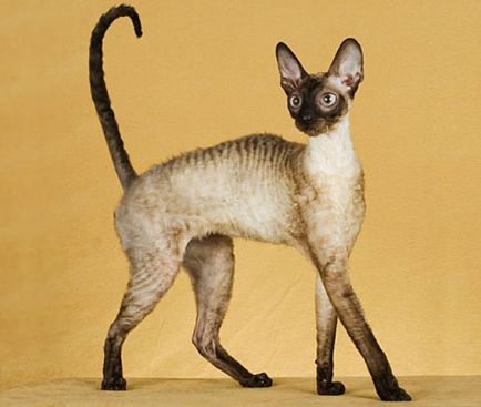 Cornish Rex descrie rasa de pisici, toate animalele