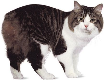 Кішка кімрик фото, опис породи