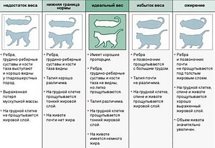 Grasimea pisicii - simptome, tratament, droguri, cauze de aparitie, cei mai buni prieteni