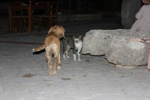 Macskák Zakynthos Island (Görögország) - Szfinx krysik