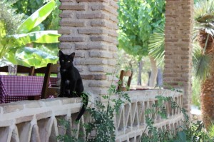 Кішки острова Закінф (Греція) - донський сфінкс Крисік