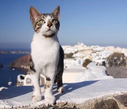 Pisicile din insula Zakynthos (Grecia) - șobolan Don Sphynx