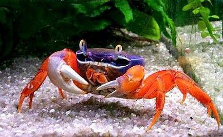 Crabi în acvariu