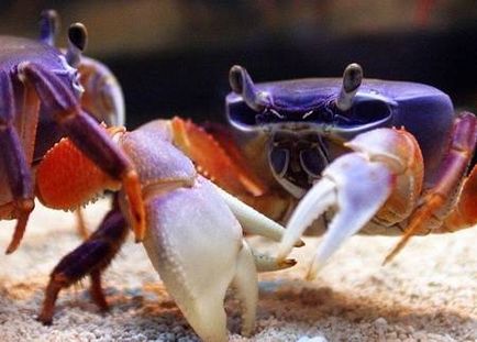 Crabi în acvariu