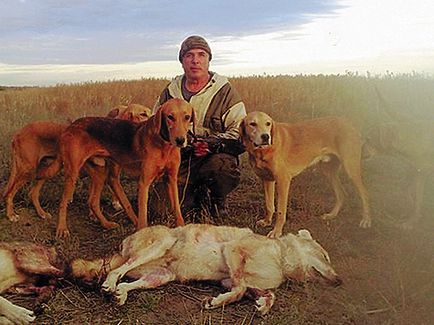 Roșii - câini de vânătoare