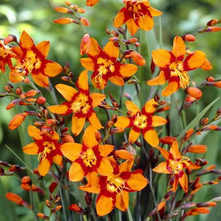 Crocosmia plantare și de îngrijire în teren deschis montbrea plantare și de îngrijire