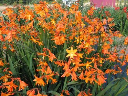 Crocosmia plantare și de îngrijire în teren deschis montbrea plantare și de îngrijire