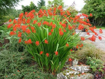 Crocosmia plantare și de îngrijire în teren deschis montbrea plantare și de îngrijire