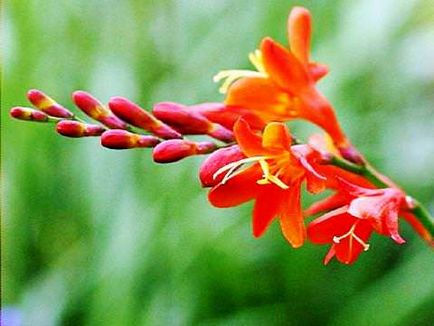 Crocosmia în designul peisajului