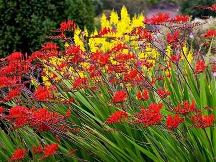 Crocosmia în designul peisajului