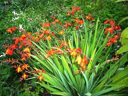 Crocosmia kerttervezés