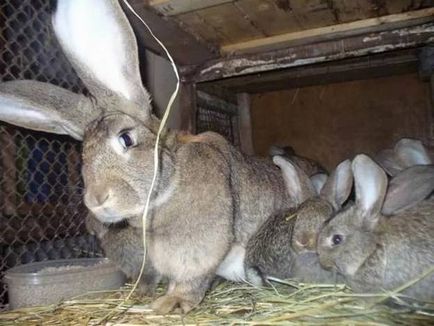 Кролики породи фландр розведення і утримання в домашніх умовах