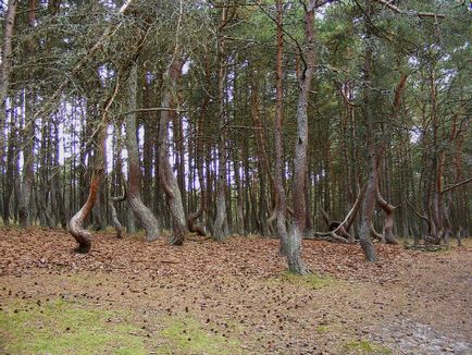 Куршська коса в Калінінграді фото національного парку, відпочинок і танцюючий ліс