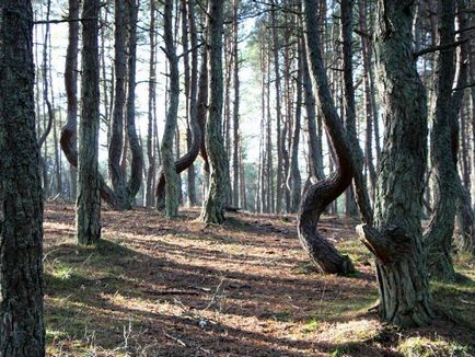 Kur-földnyelv Kalinyingrád fényképet nemzeti park, pihenés és táncoló Forest