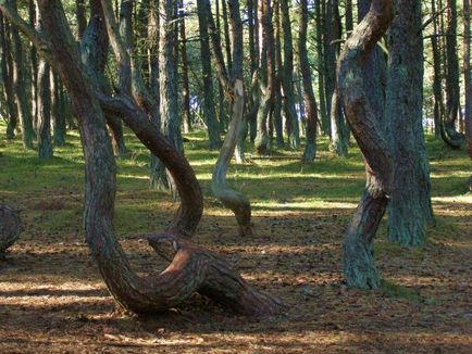 Curonian Spit în Kaliningrad fotografie a parcului național, odihnă și dans