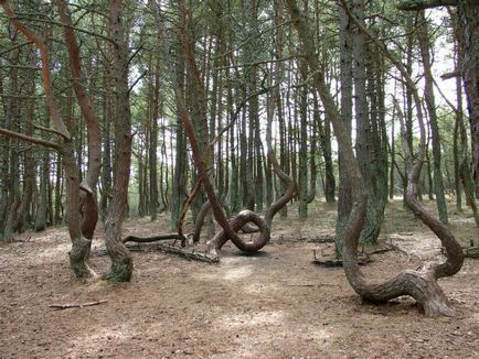 Curonian Spit în Kaliningrad fotografie a parcului național, odihnă și dans