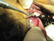 Kezelése mobil fogak, fogászati ​​kezelés kutyák fogak kezelésére macskáknál