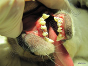 Kezelése mobil fogak, fogászati ​​kezelés kutyák fogak kezelésére macskáknál