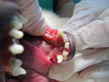 Лікування рухомих зубів, лікування зубів у собак, лікування зубів у кішок