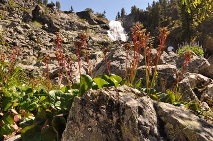 Plantele medicinale din Altai, spune fitoterapeutului Ekaterina Snegireva