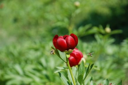 Plantele medicinale din Altai, spune fitoterapeutului Ekaterina Snegireva