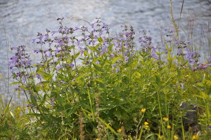 Gyógynövények az Altáj, mondja Catherine phytotherapeutist Snegirev