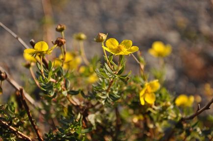 Plantele medicinale din Altai, spune fitoterapeutului Ekaterina Snegireva