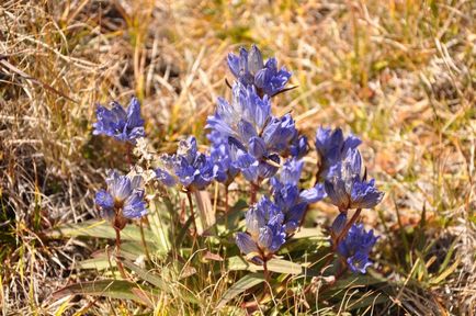 Gyógynövények az Altáj, mondja Catherine phytotherapeutist Snegirev