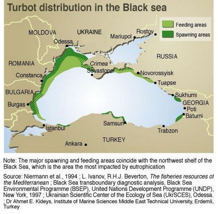 Lepényhal halászat a Fekete-tenger 1