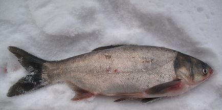 Carp horgászfelszerelés jég télen és a csali, hogy mit és hol a csapda (halászat) Elkapta ponty télen jeges kezelése és a csali, hogy megfogják mit és hol
