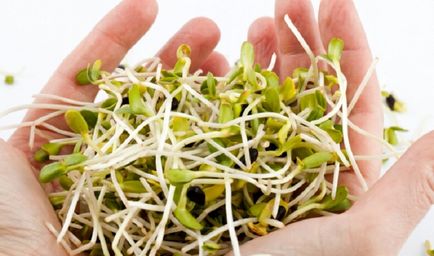Люцерна корисні властивості і протипоказання, користь і шкода, лікувальне застосування трави і квіток