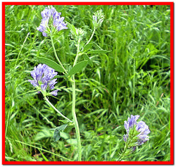 Alfalfa însămânțând proprietăți medicinale și aplicarea alfalfei în medicina populară