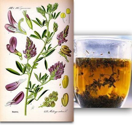 Люцерна посівна - властивості люцерни, рецепти приготування, де купити - люцерна - спеції, трави -