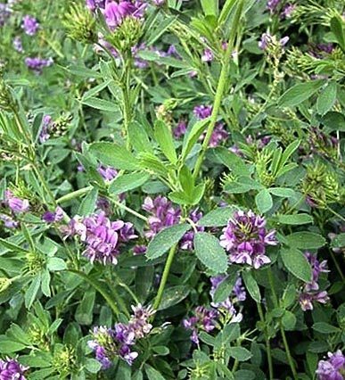 Alfalfa însămânțare - proprietățile de lucernă, rețete de gătit, unde să cumpărați - lucernă - condimente, ierburi -