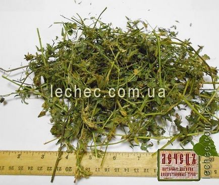 Alfalfa însămânțare - proprietățile de lucernă, rețete de gătit, unde să cumpărați - lucernă - condimente, ierburi -